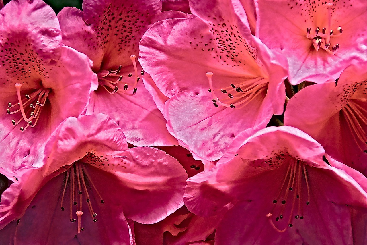 rhododendron flowers pink free photo