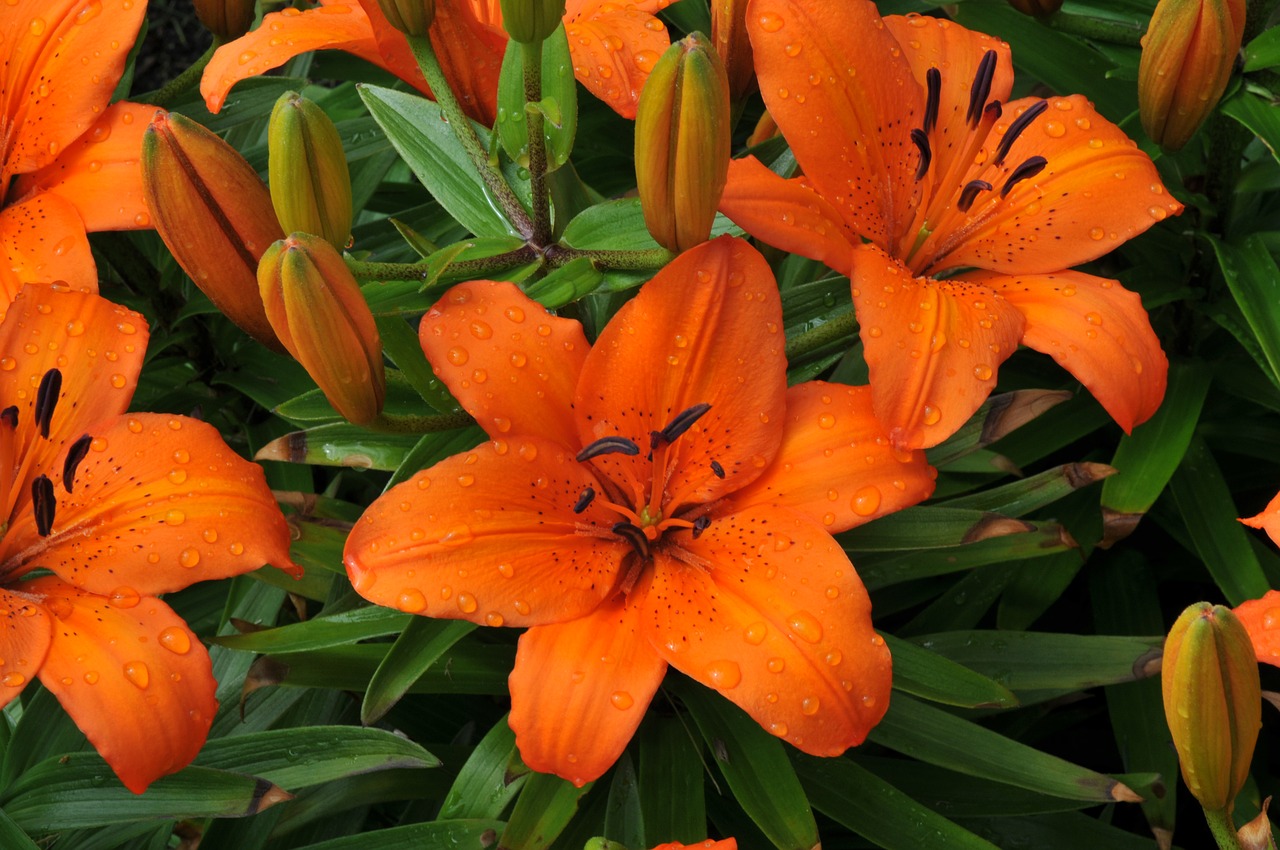 rhododendron  yellow  flowers free photo