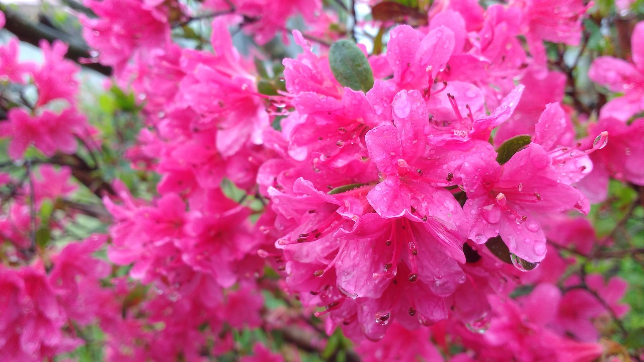 rhododendron  azalea  pink free photo