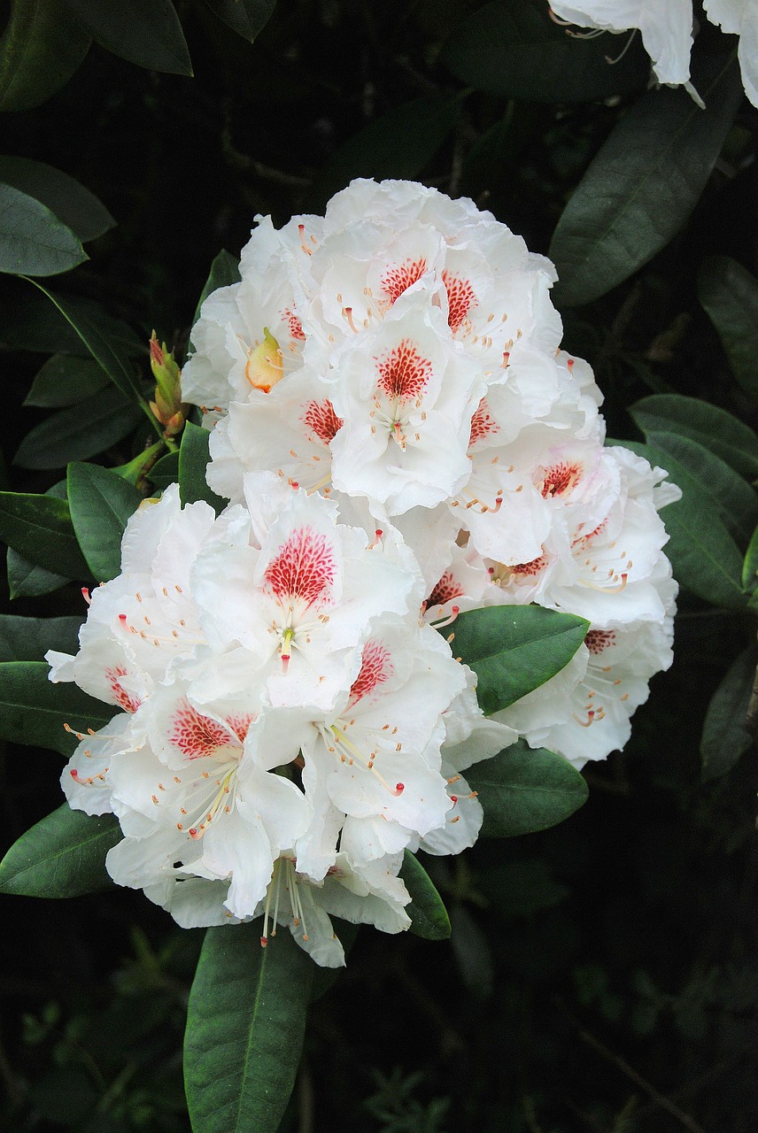 rhododendron shrub evergreen free photo