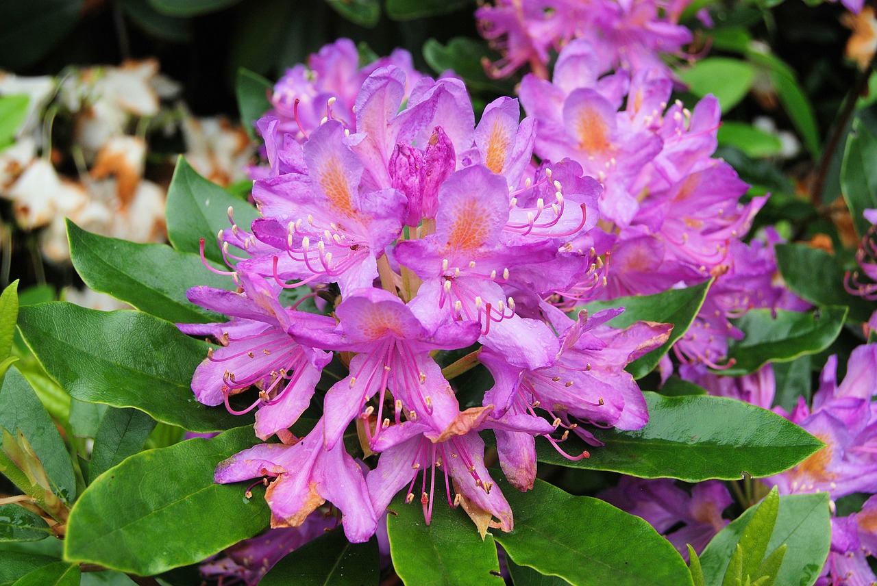 rhododendron flowers shurb free photo