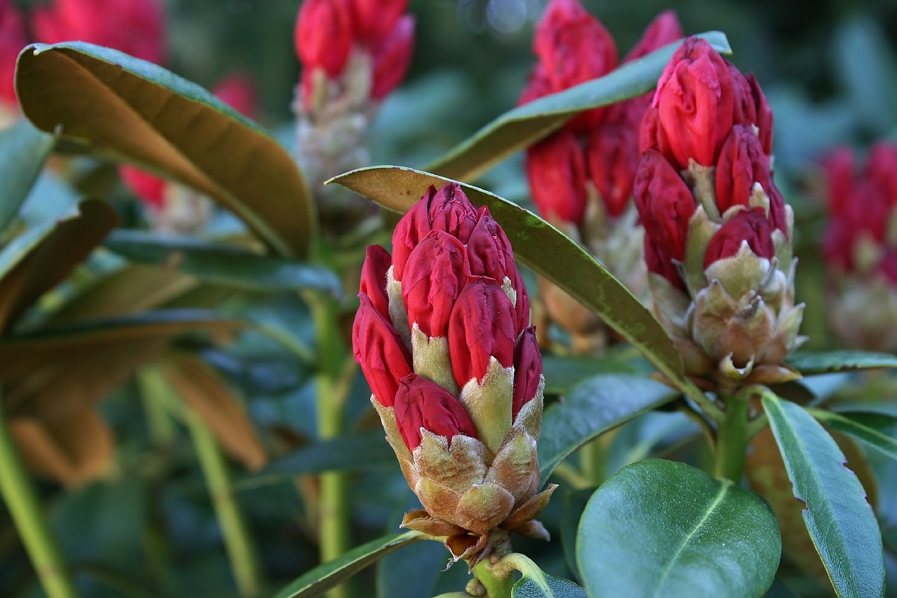 rhododendron  red  blossom free photo