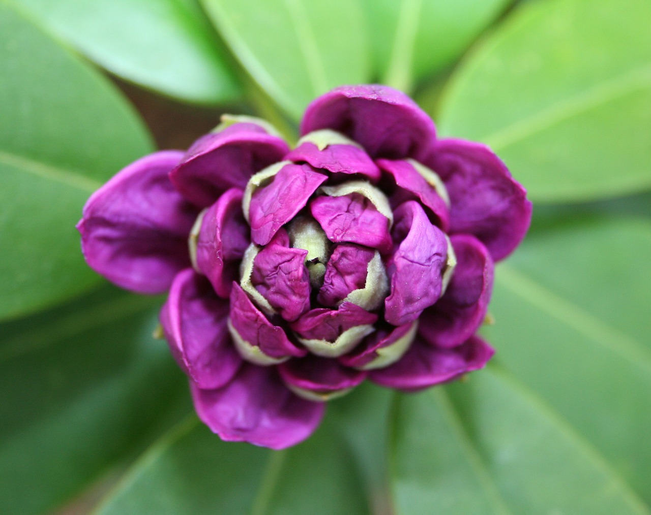 rhododendron flower bud free photo
