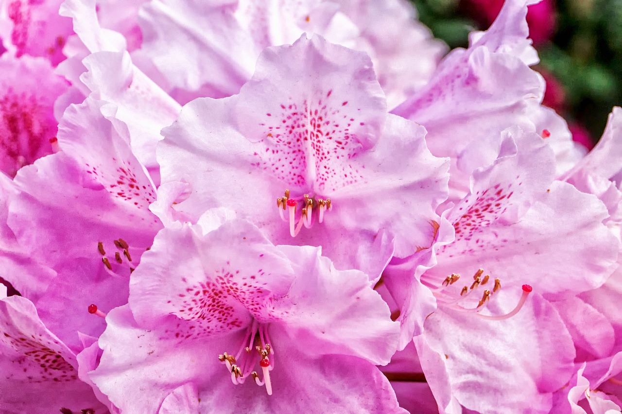 rhododendron  blossom  bloom free photo