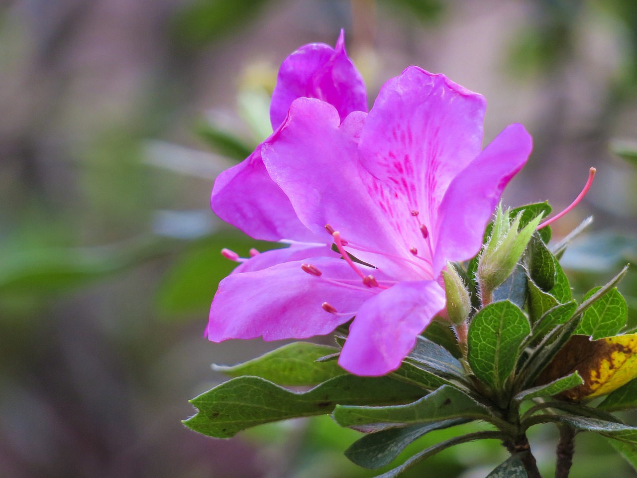 rhododendron  nature  flower free photo