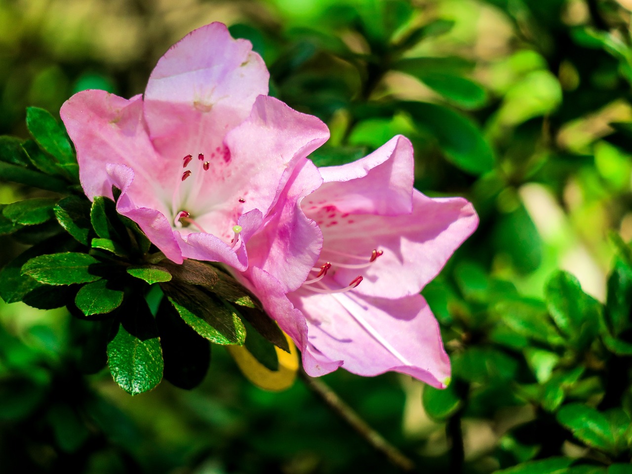 rhododendron  nature  flower free photo