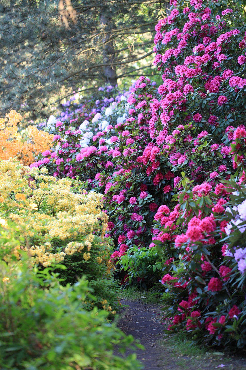 rhododendron  color  flower free photo