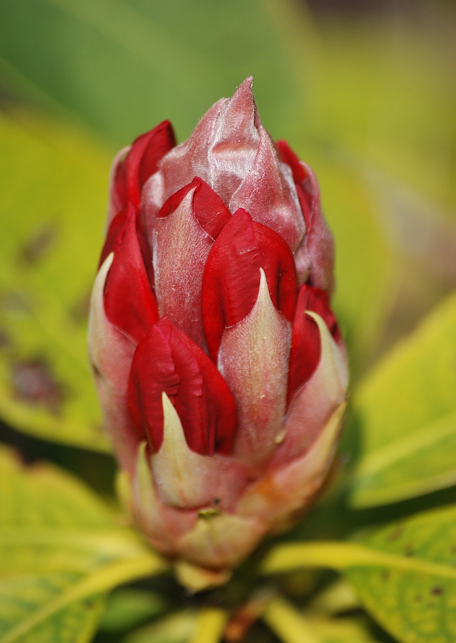 rhododendron red bud free photo