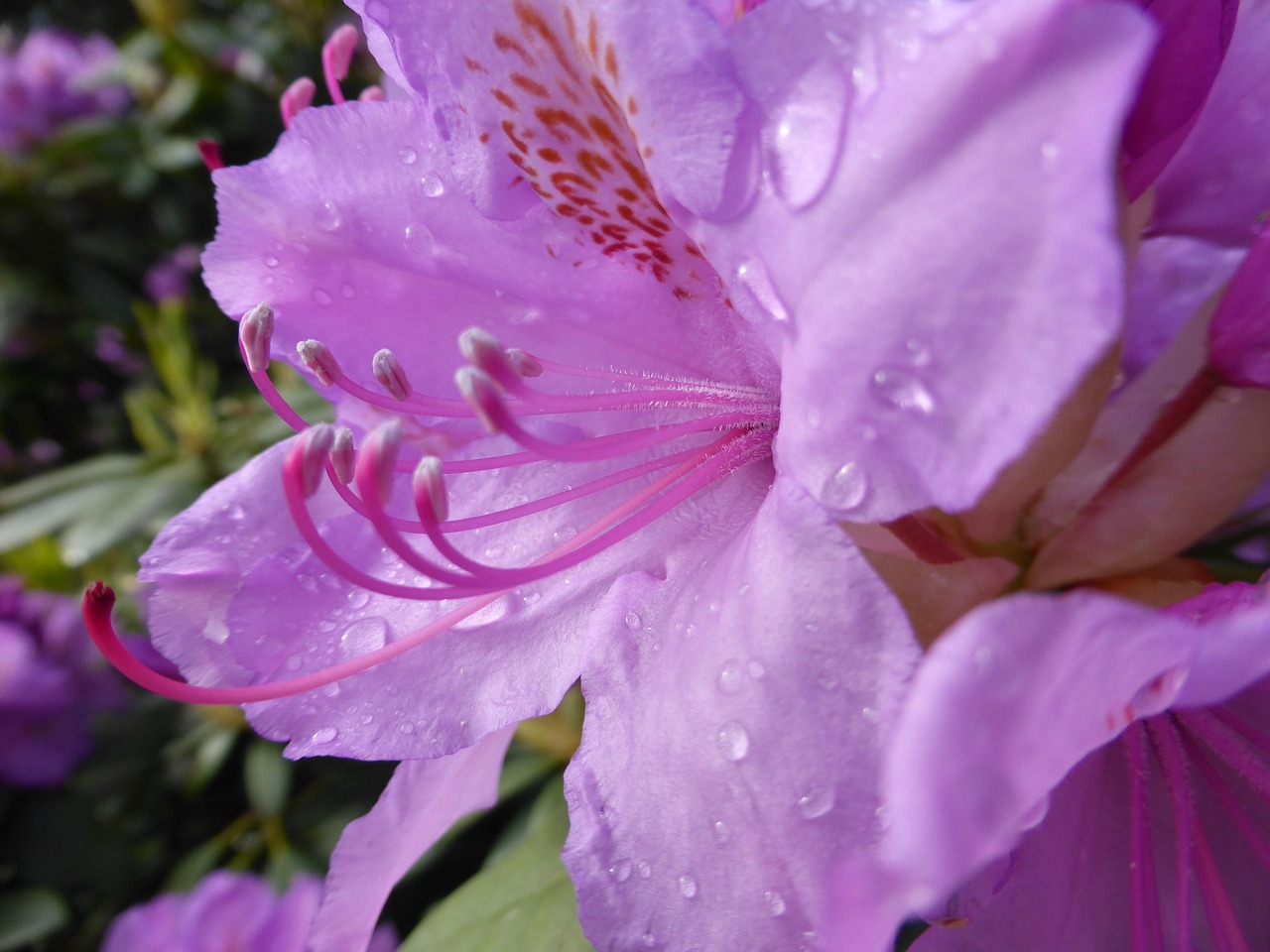 rhododendron blossom bloom free photo