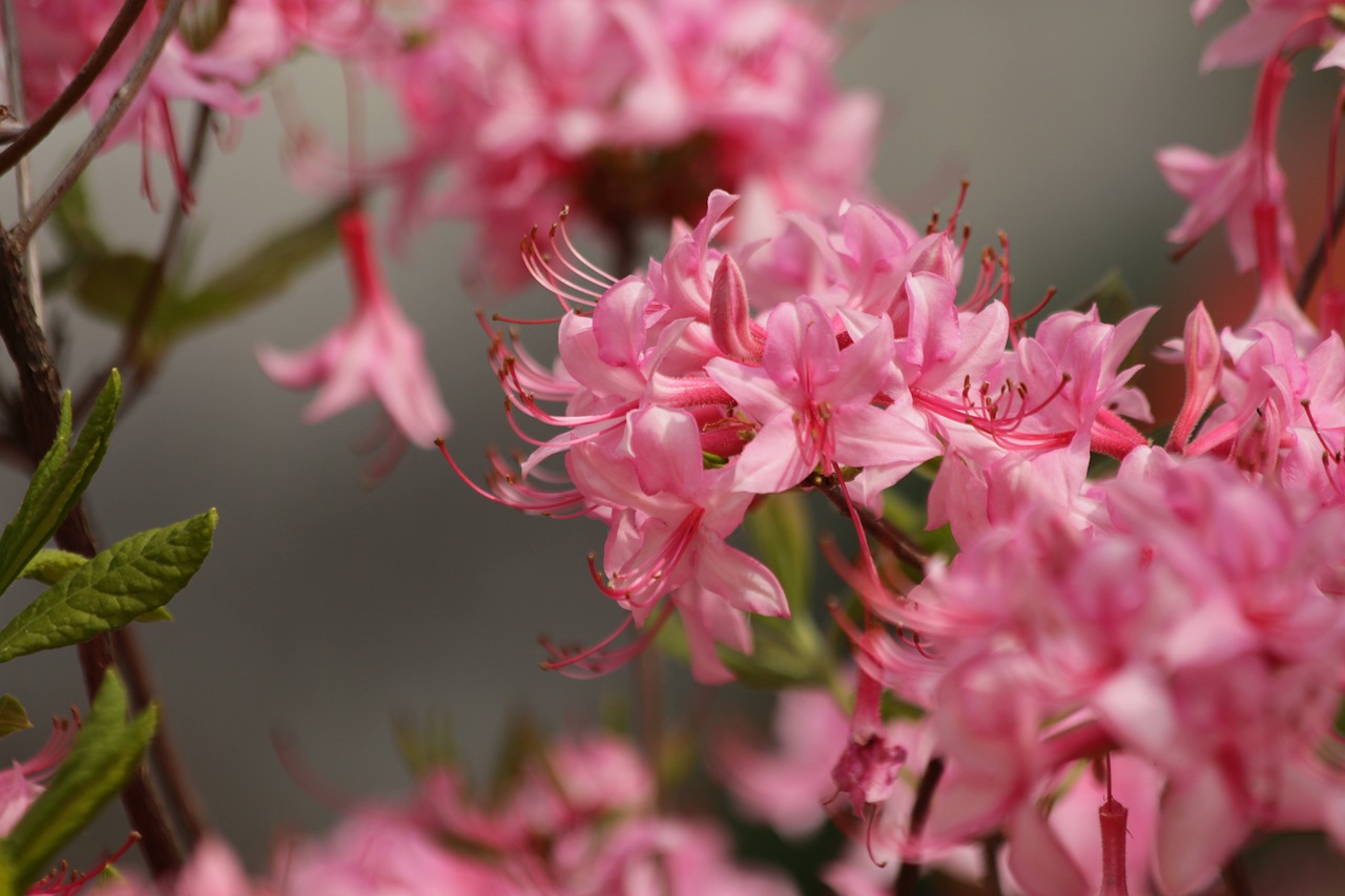 rhododendron  plant  pink flowers free photo