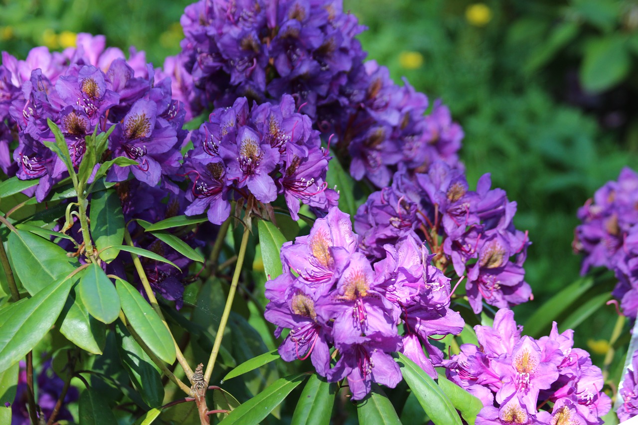 rhododendron  plant  purple flowers free photo