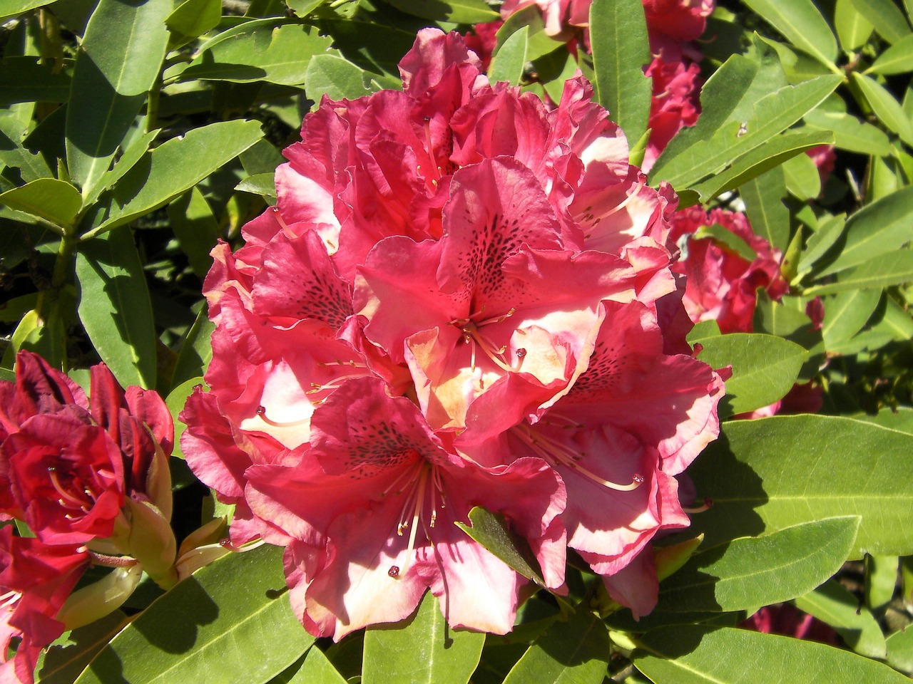 rhododendron rhododendron ferrugineum flowers free photo