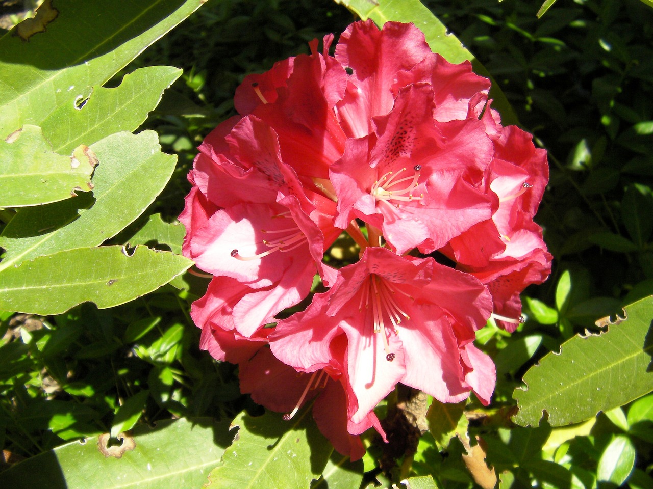 rhododendron rhododendron ferrugineum flowers free photo