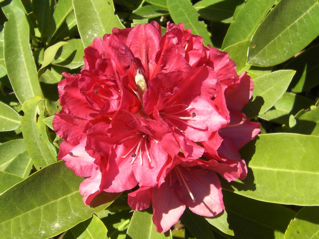 rhododendron rhododendron ferrugineum flowers free photo