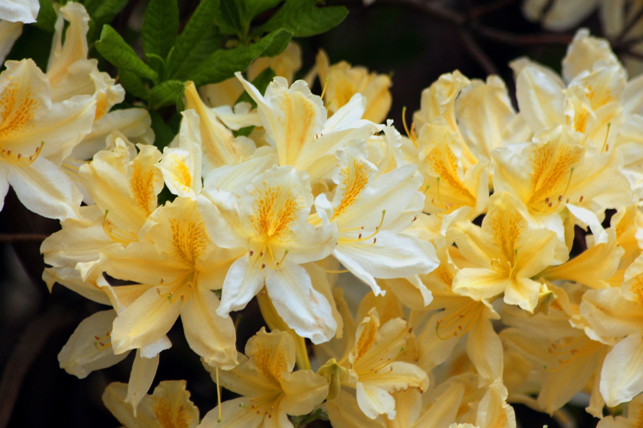 rhododendron  plant  bloom free photo