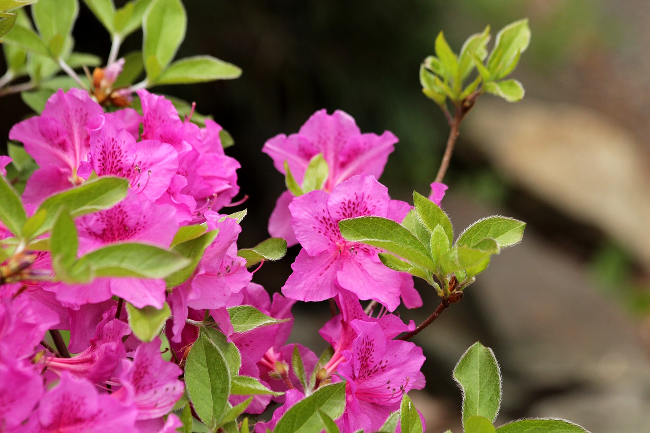 rhododendron  plant  pink flowers free photo