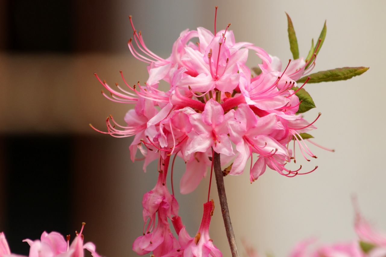 rhododendron  plant  pink flowers free photo