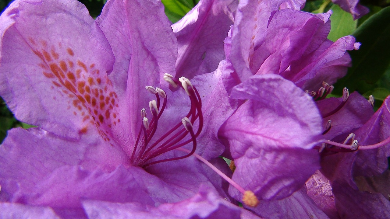 rhododendron flower garden plant free photo