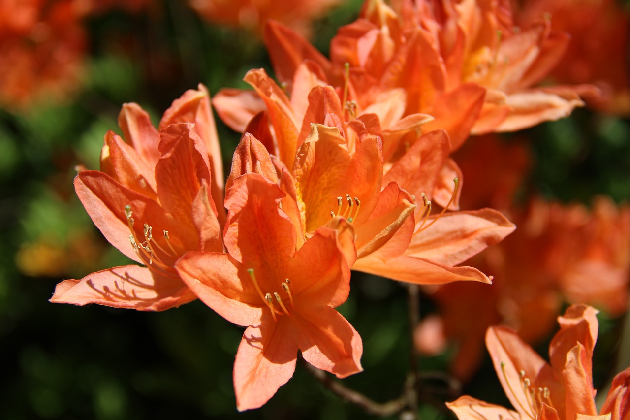 rhododendron flower spring free photo