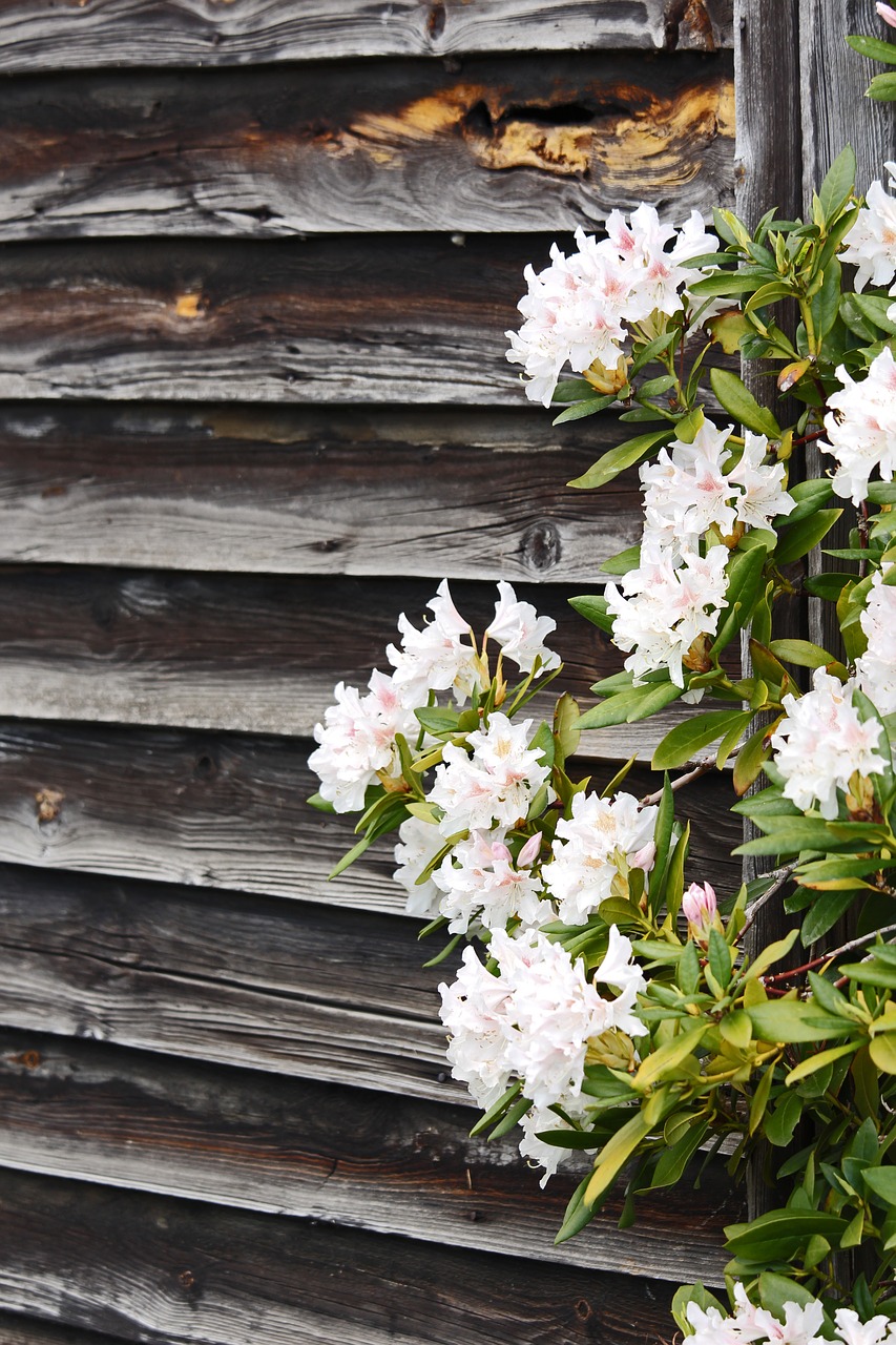 rhododendron  wooden wall  spring free photo