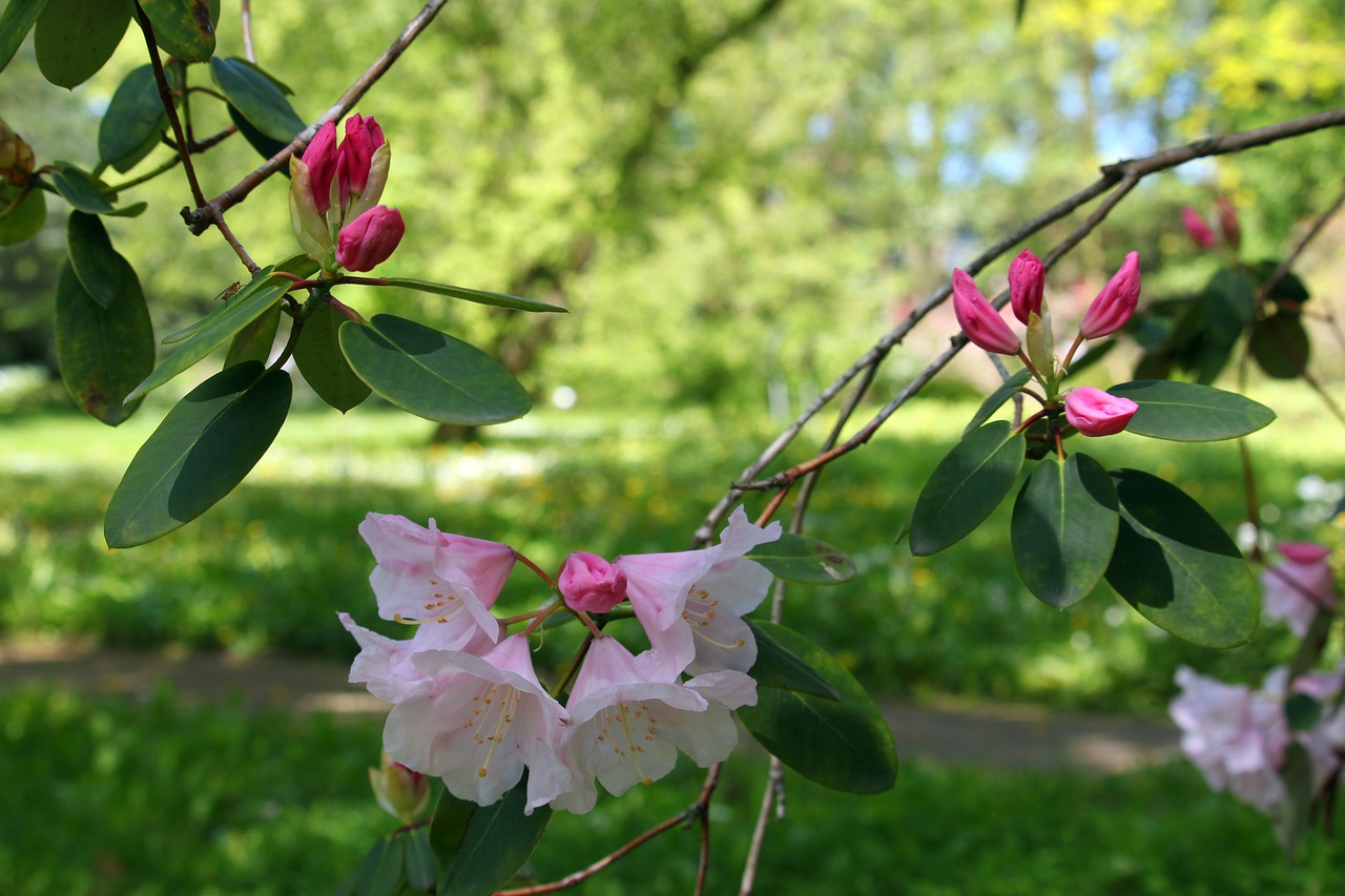 rhododendron  arboretum  park free photo