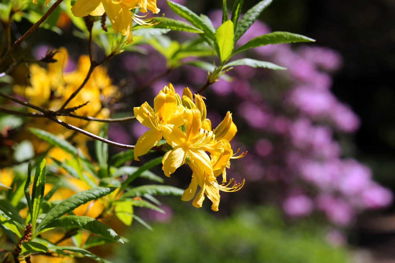 rhododendron  arboretum  park free photo