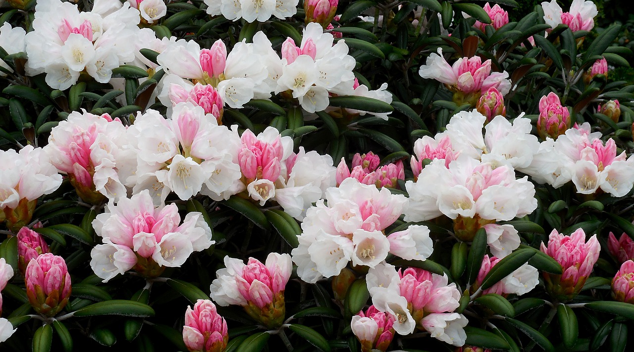 rhododendron  azalea  flower free photo