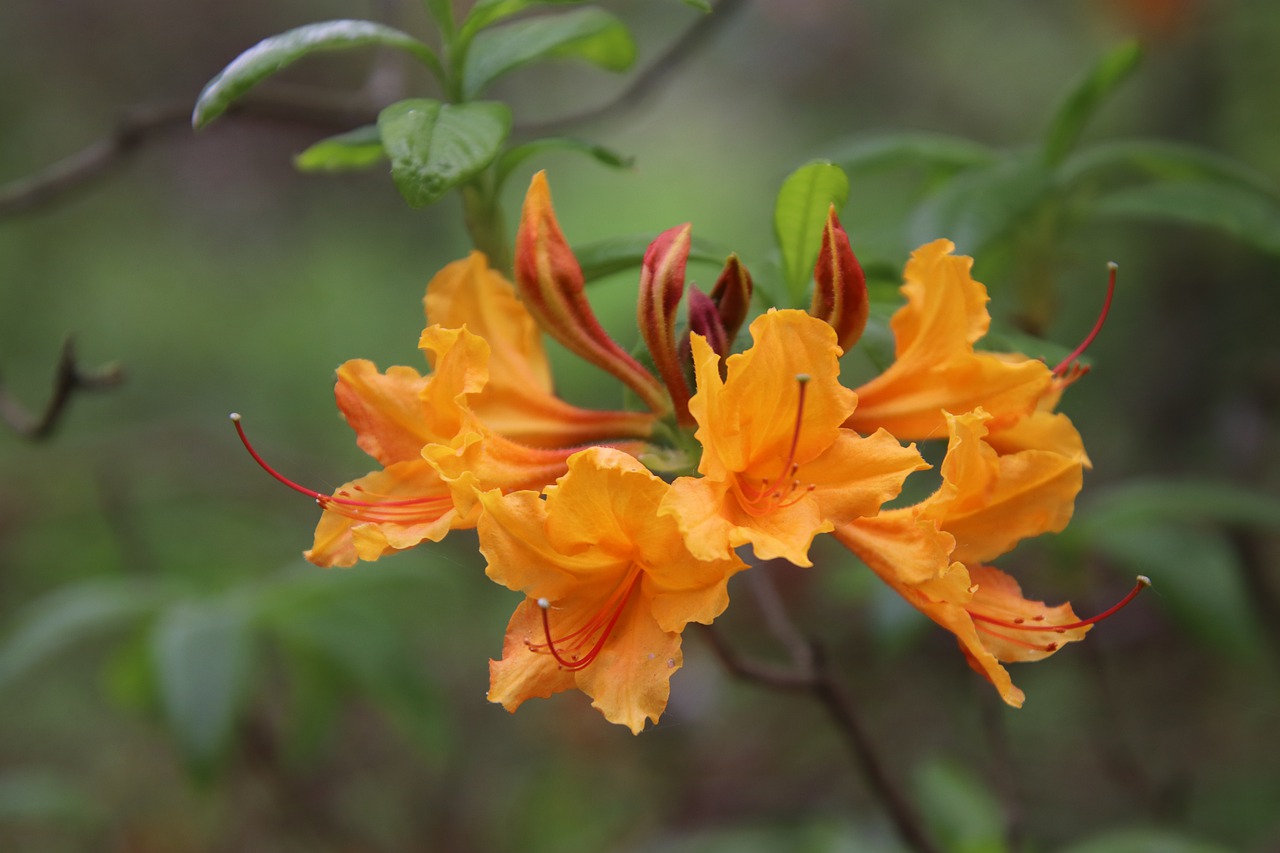 rhododendron  orange  shrubs free photo