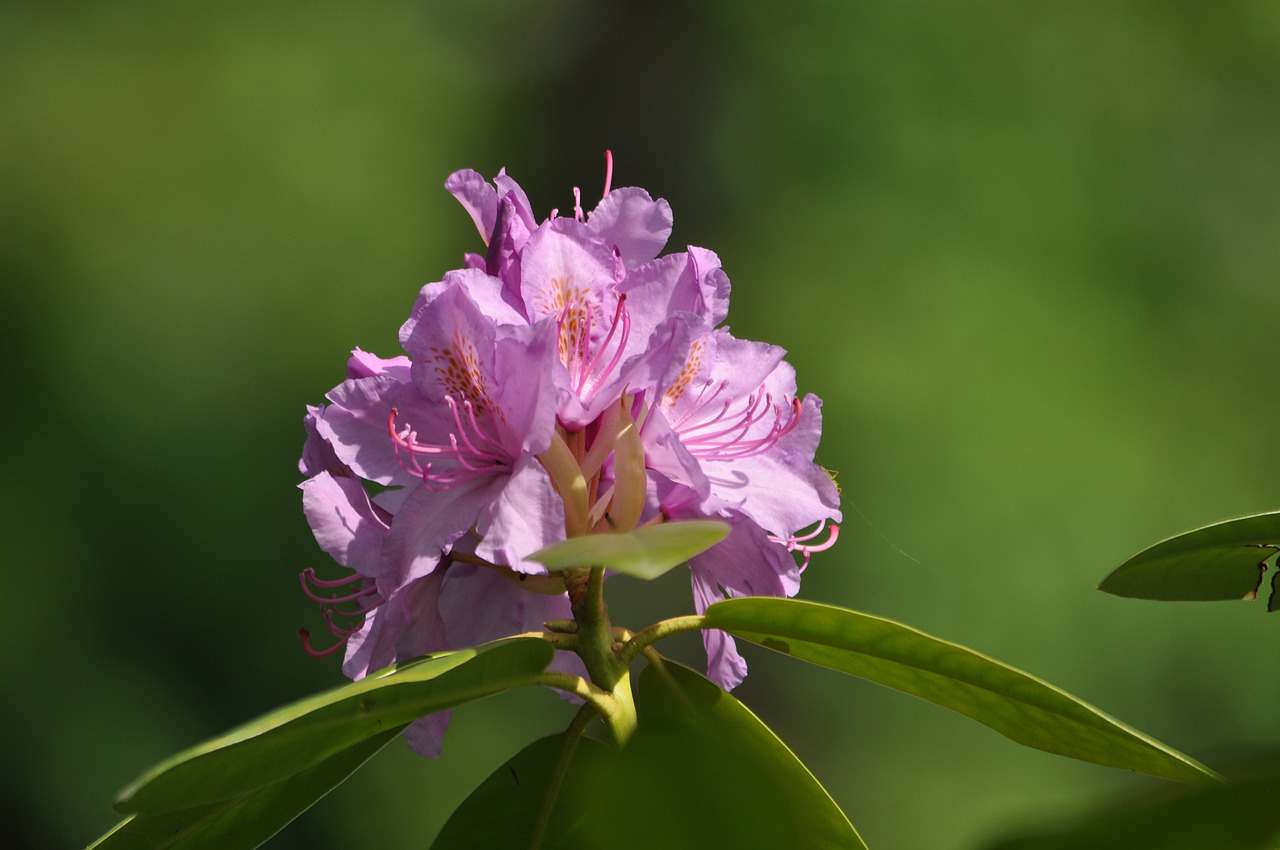 rhododendron  flowers  castle free photo