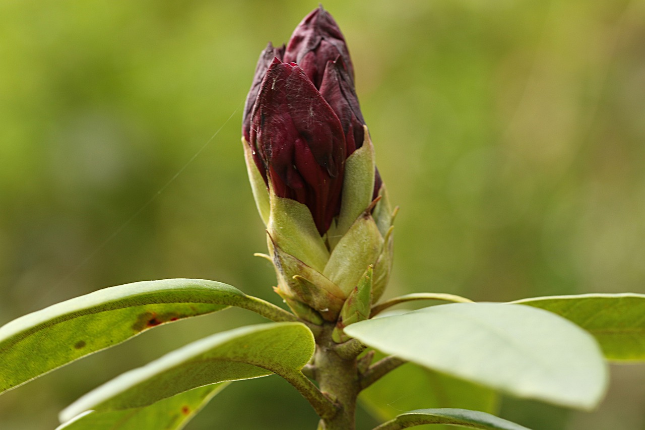 rhododendron  flower  bud free photo