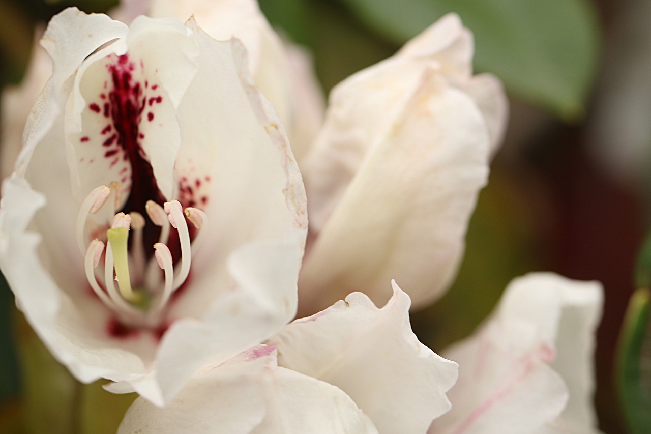 rhododendron  flower  blossom free photo