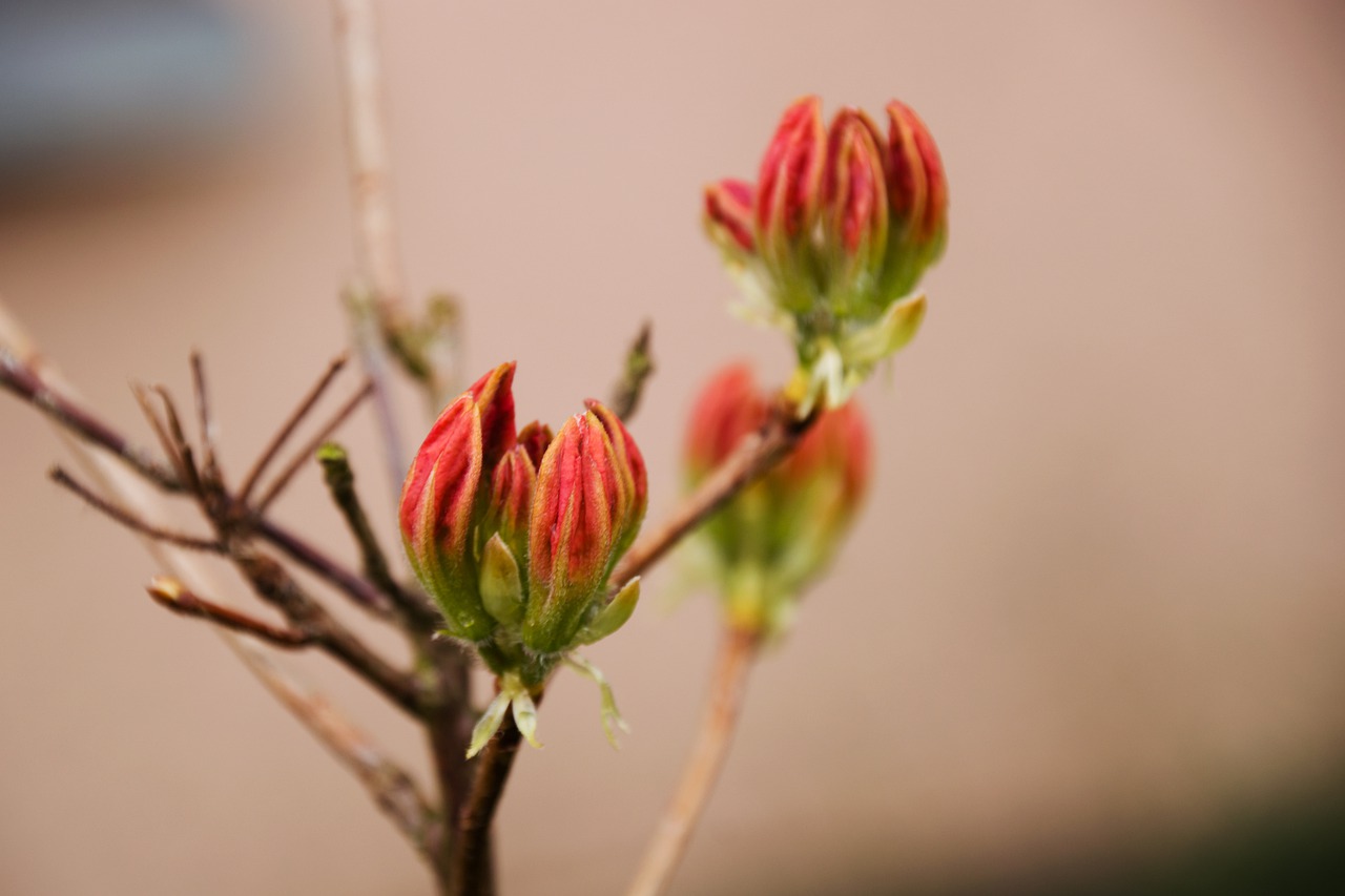 rhododendron  red  orange free photo