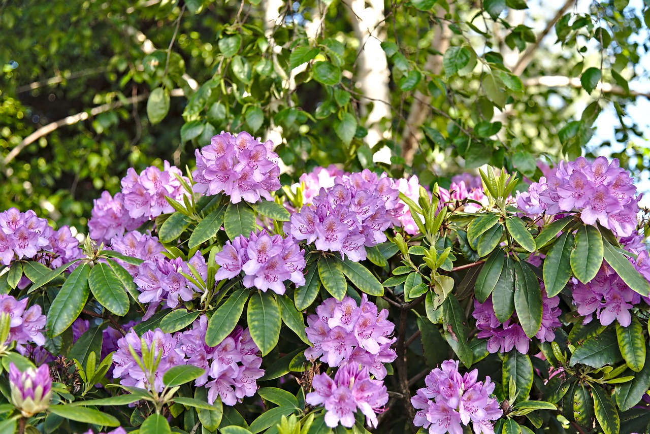 rhododendron  flowers  pink free photo