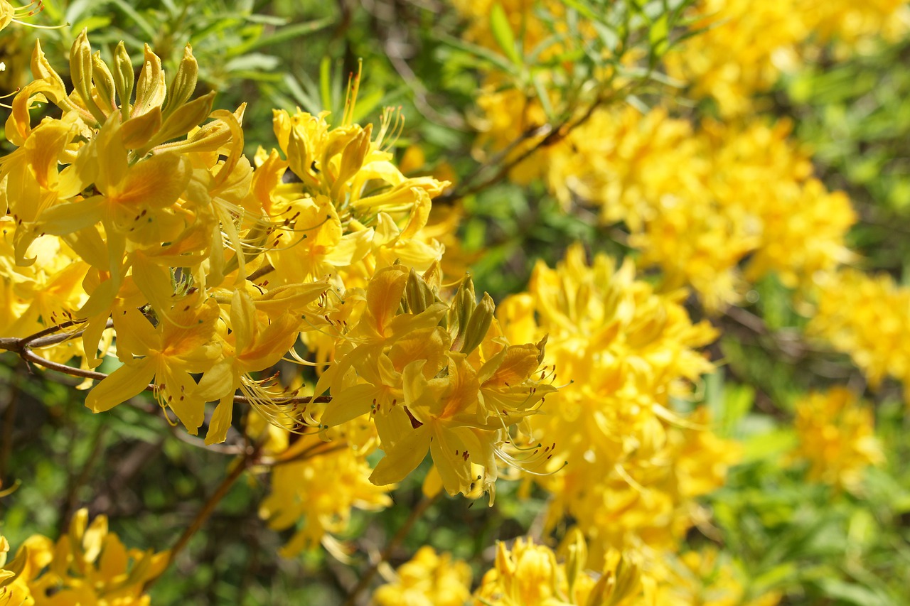 rhododendron  arboretum  park free photo