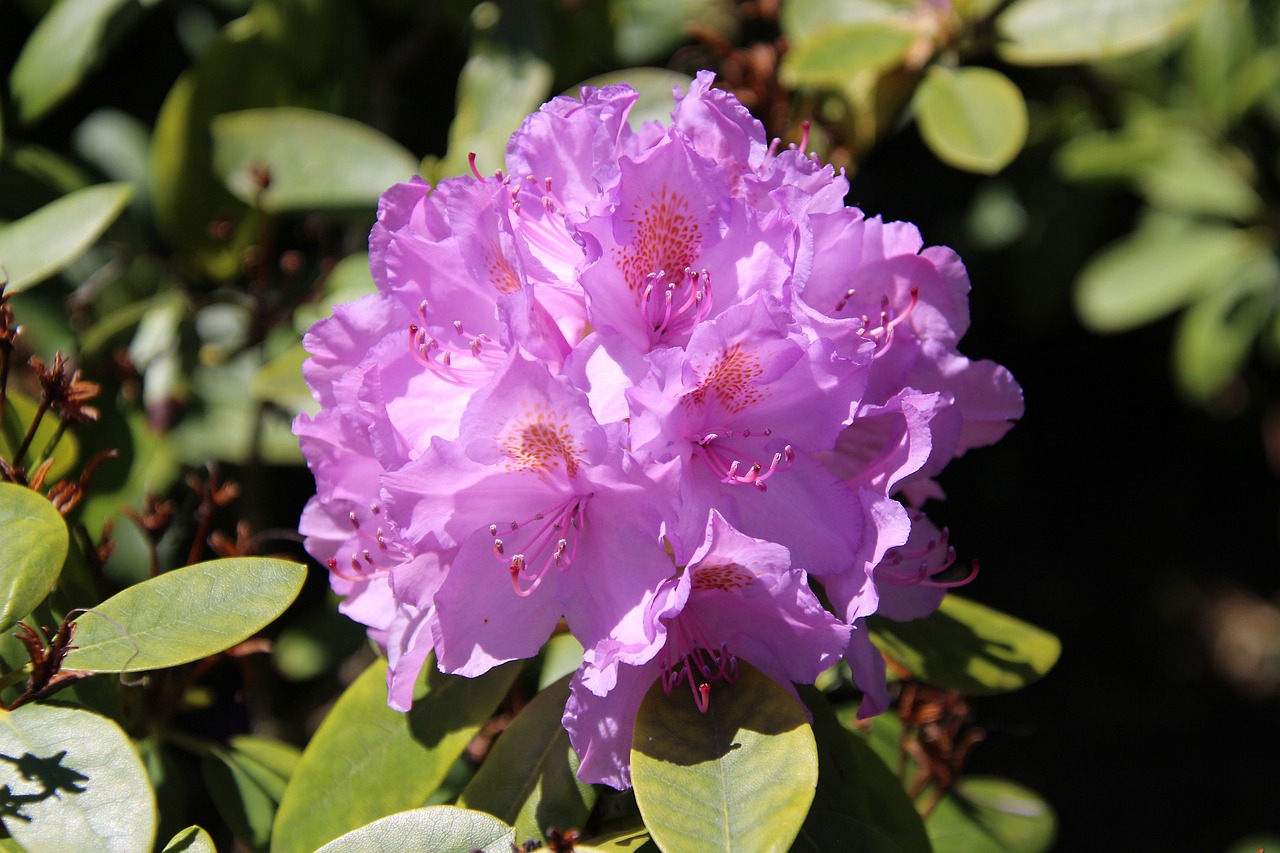 rhododendron  plant  nature free photo