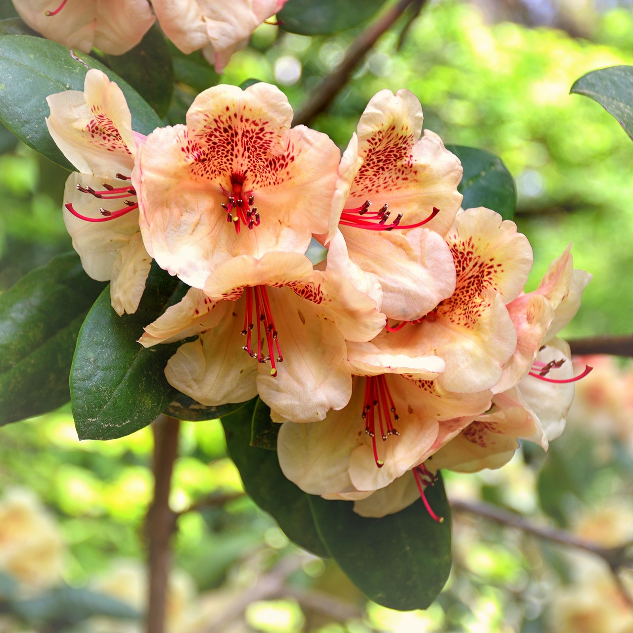 rhododendron  flower  flowers free photo