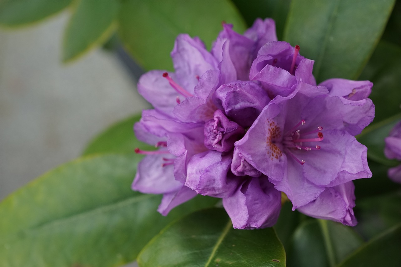 rhododendron  flower  bud free photo