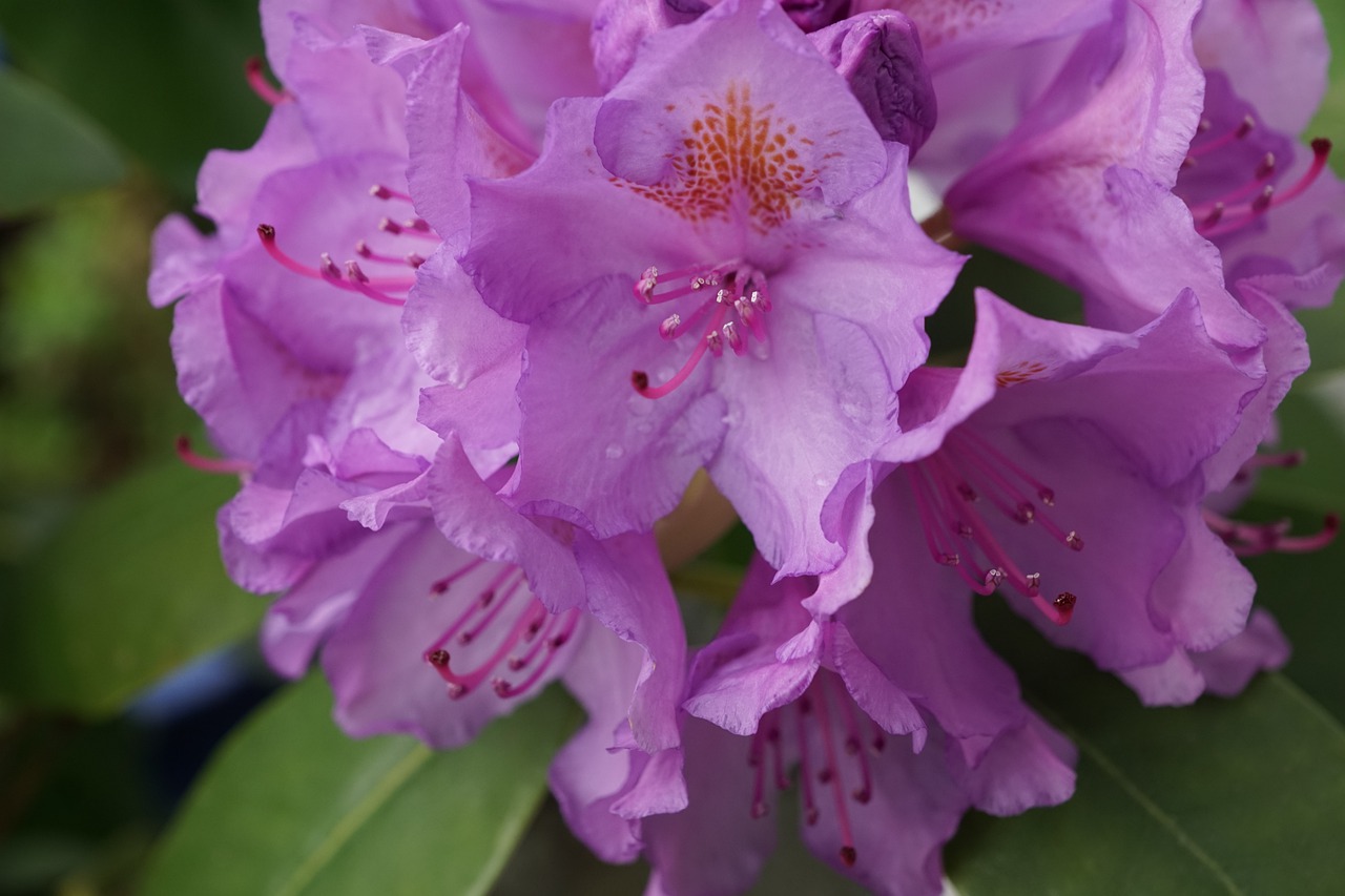 rhododendron  flower  bud free photo