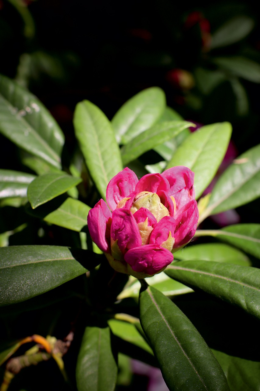 rhododendron  azalea  flower free photo