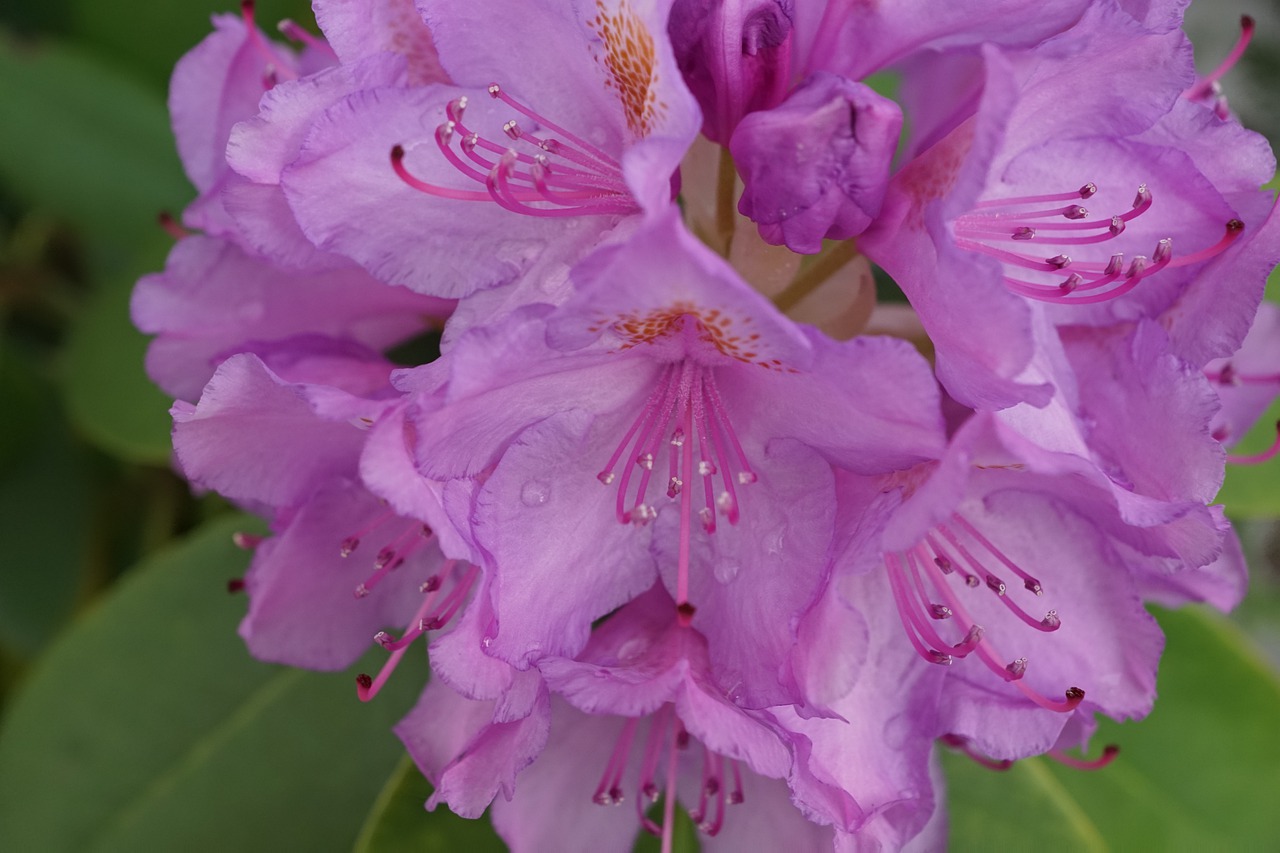 rhododendron  flower  bud free photo