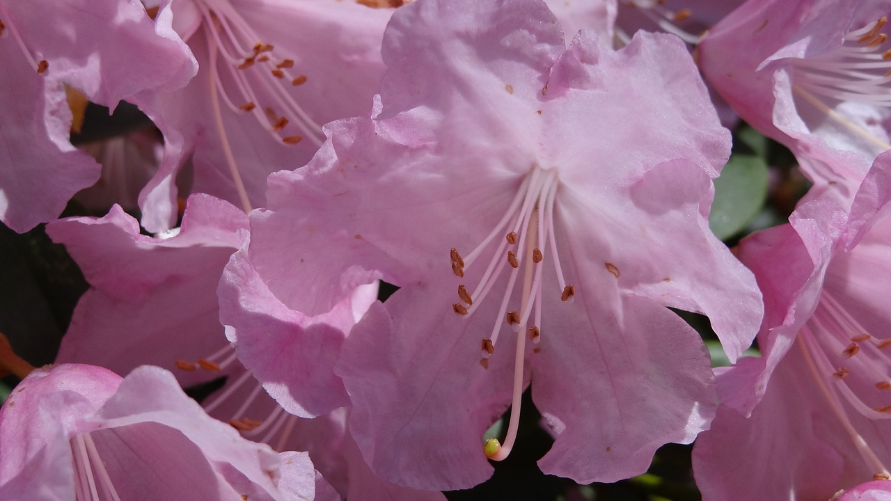 rhododendron blossom bloom free photo