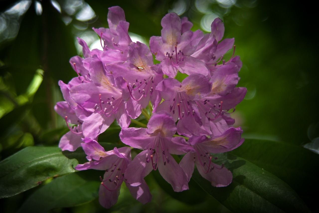 rhododendron blooms flowers free photo