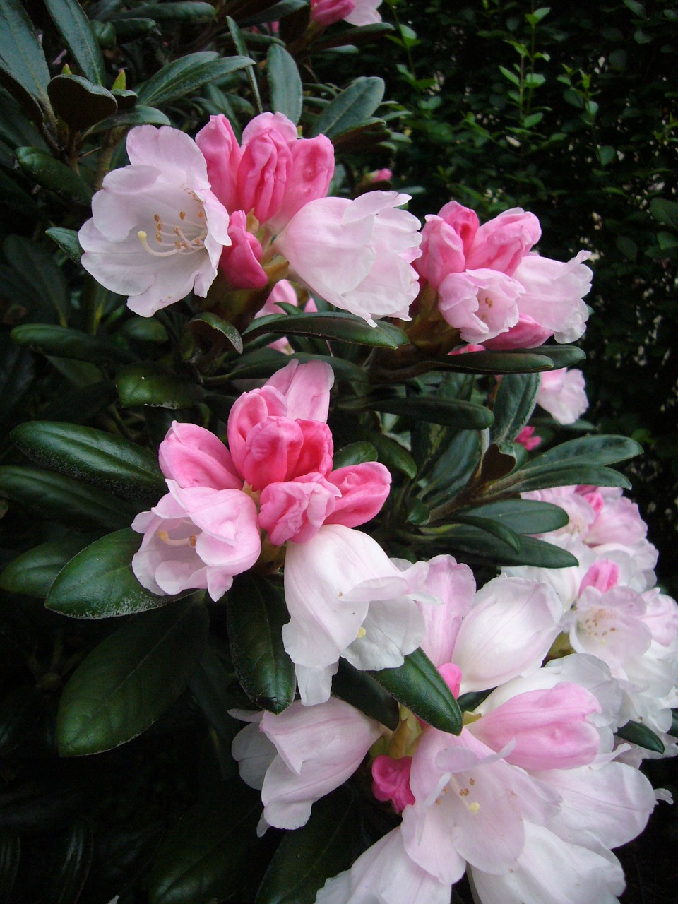 rhododendron bicolor flora free photo