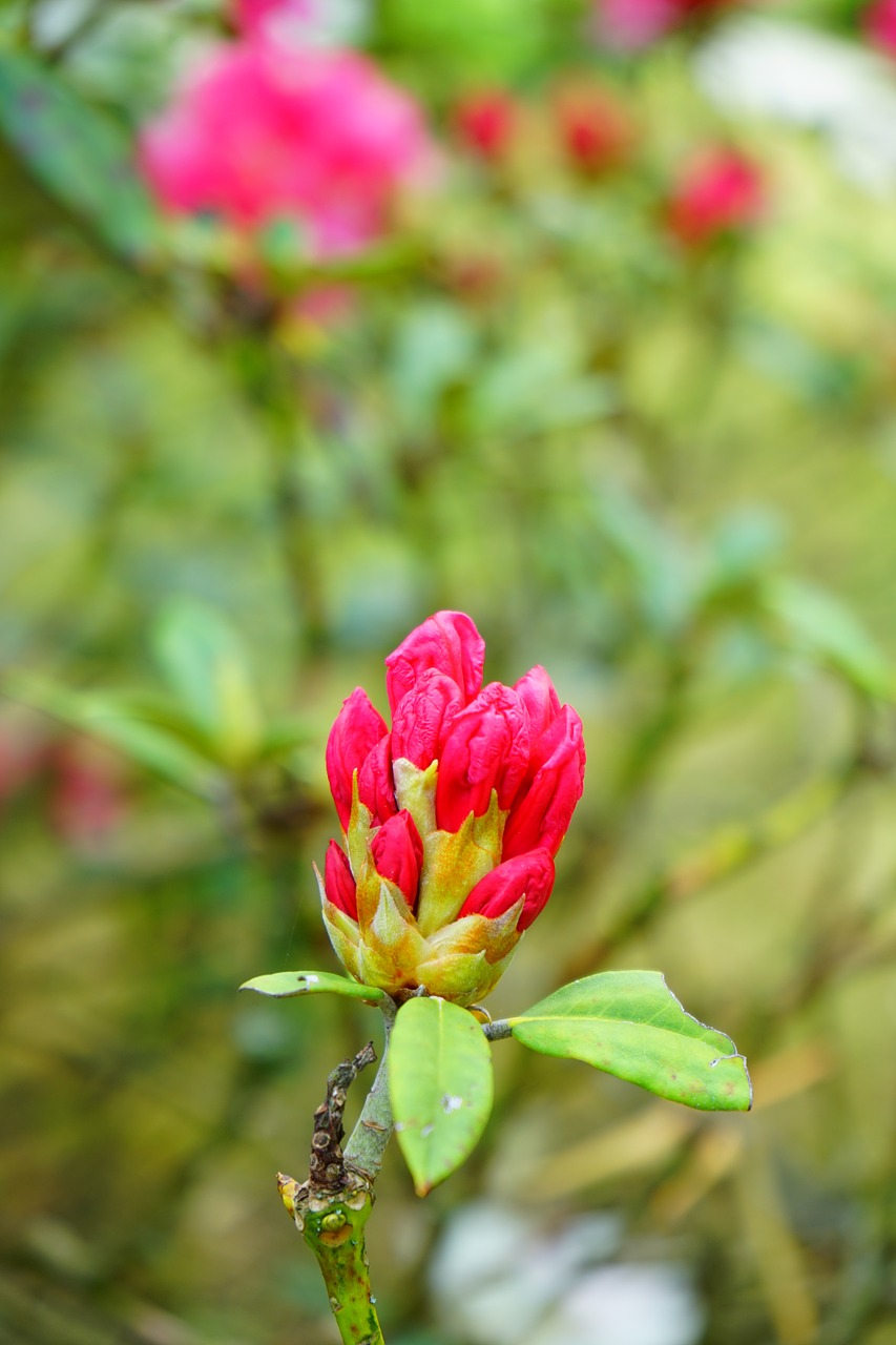 rhododendron blossom bloom free photo