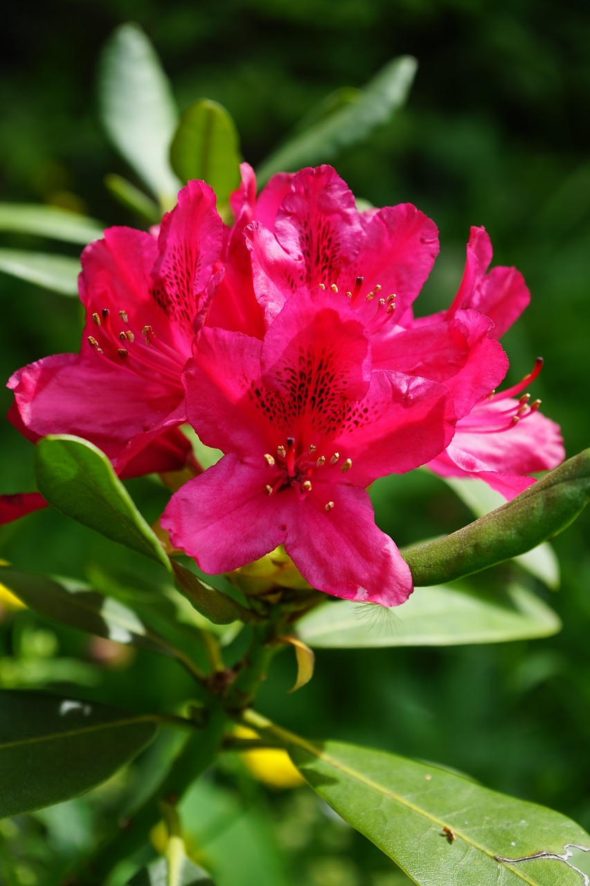 rhododendron flowers inflorescence free photo