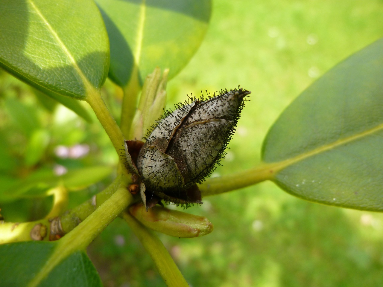 rhododendron flower bud mushroom free photo