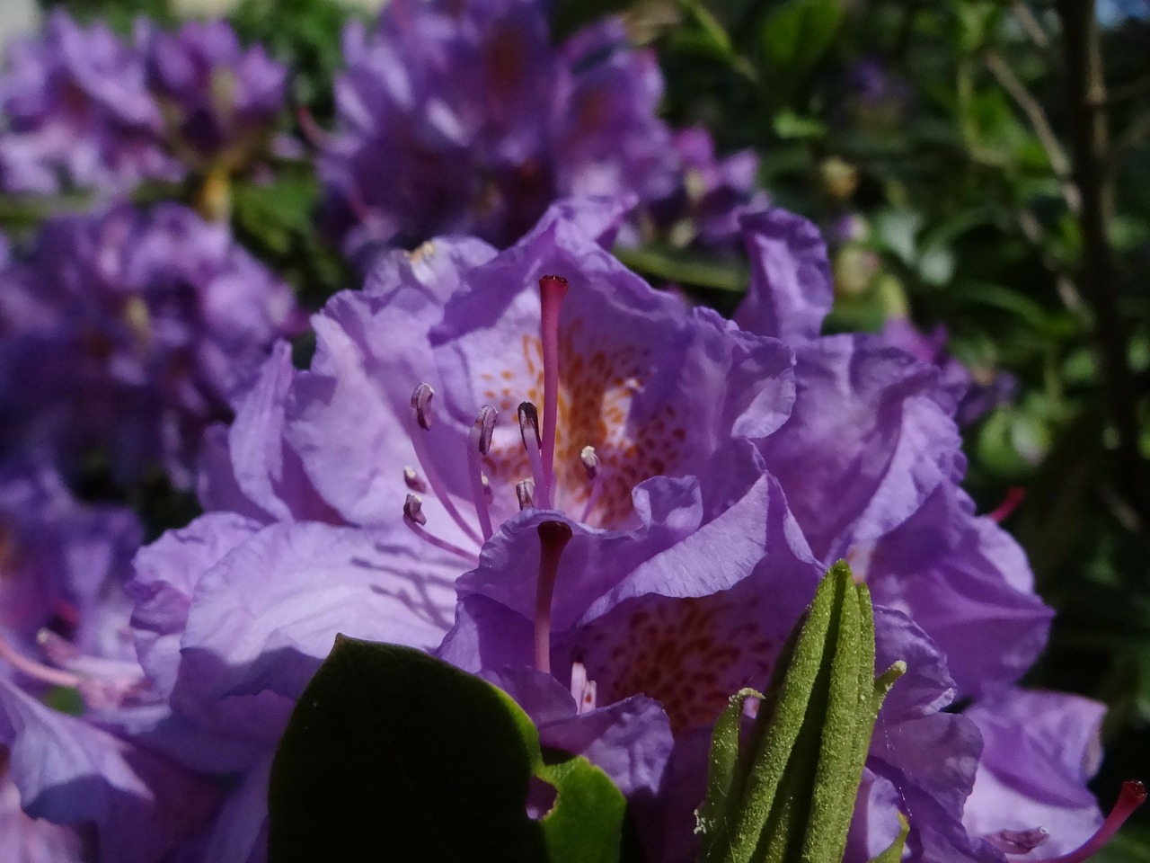 rhododendron purple plant free photo