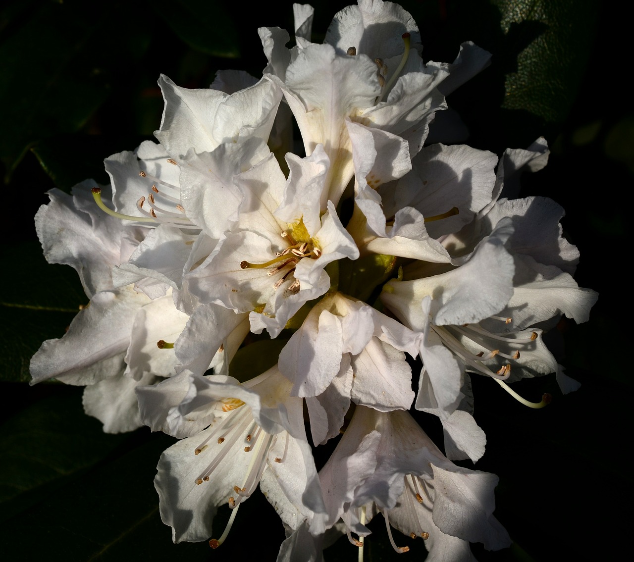 rhododendron white flowers free photo