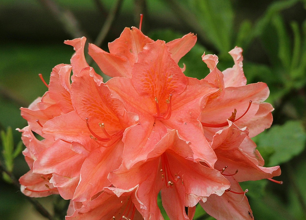 rhododendron flowers close free photo