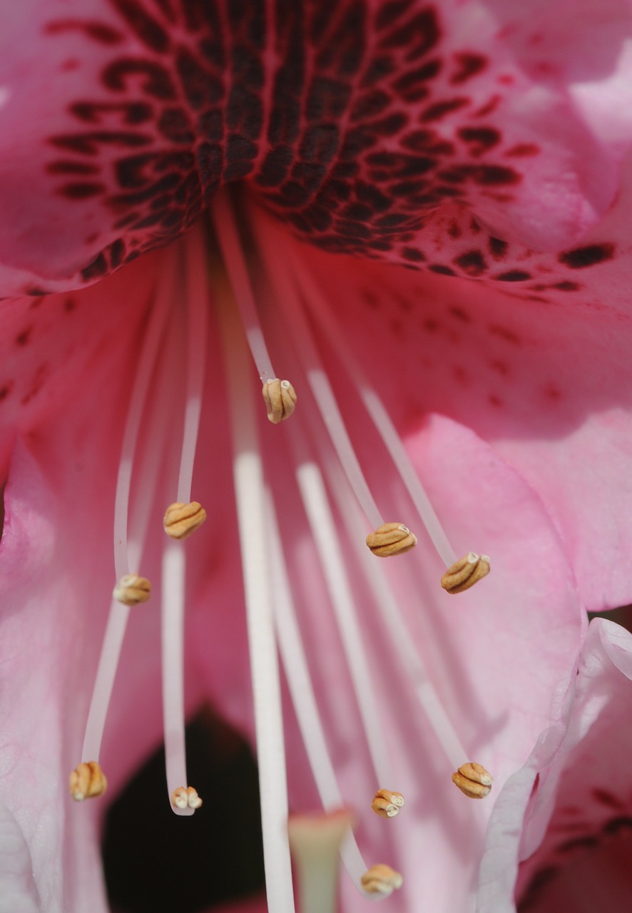 rhododendron flower pink free photo